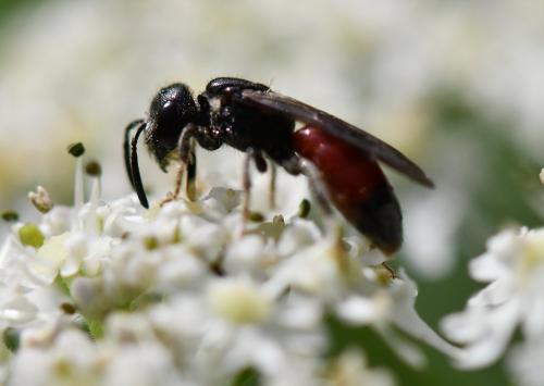 Réf. 242 616 : Sphecodes sp.